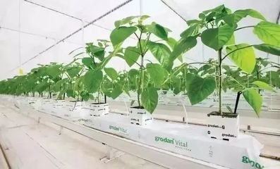 雄霸世界！荷蘭農業靠這5大經營模式與種植技術開發