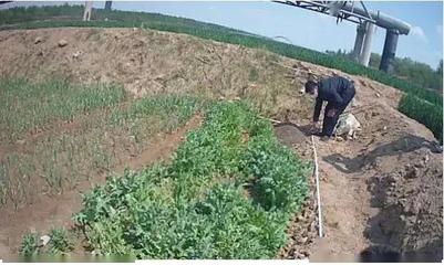 重要提醒！別再把它當野菜種植了！種植技術開發指南